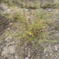 Daviesia ulicifolia (Gorse Bitter-pea) at Cooma North Ridge Reserve - 2 Jan 2023 by mahargiani