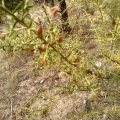 Daviesia ulicifolia at Cooma, NSW - 2 Jan 2023 02:30 PM