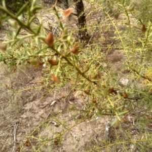 Daviesia ulicifolia at Cooma, NSW - 2 Jan 2023