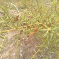 Daviesia ulicifolia at Cooma, NSW - 2 Jan 2023 02:30 PM