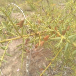 Daviesia ulicifolia at Cooma, NSW - 2 Jan 2023