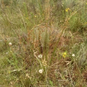 Juncus vaginatus at Cooma, NSW - 2 Jan 2023