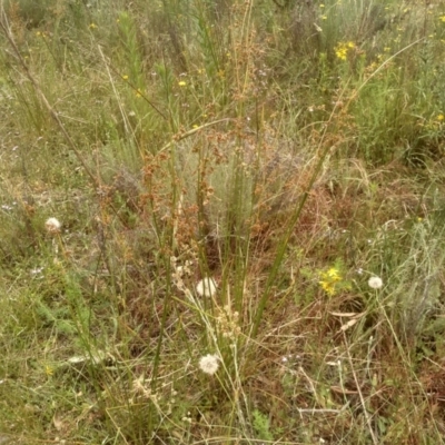 Juncus vaginatus (Clustered Rush) at Cooma, NSW - 2 Jan 2023 by mahargiani