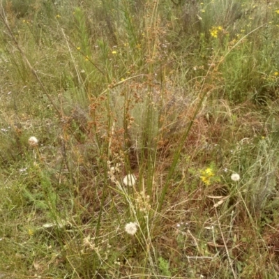 Juncus vaginatus (Clustered Rush) at Cooma North Ridge Reserve - 2 Jan 2023 by mahargiani