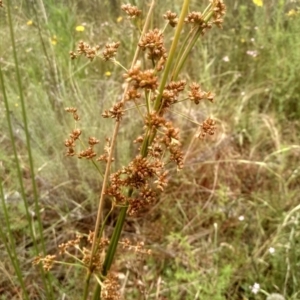 Juncus vaginatus at Cooma, NSW - 2 Jan 2023