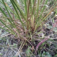 Juncus vaginatus at Cooma, NSW - 2 Jan 2023