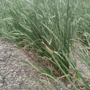 Typha domingensis at Cooma, NSW - 2 Jan 2023