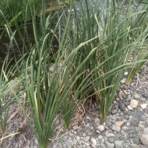 Typha domingensis at Cooma, NSW - 2 Jan 2023