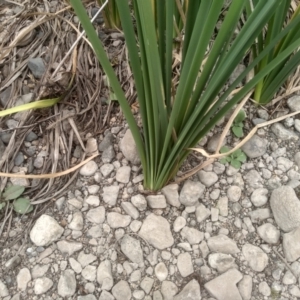 Typha domingensis at Cooma, NSW - 2 Jan 2023 02:44 PM