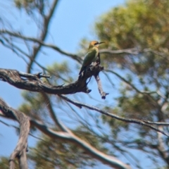 Merops ornatus (Rainbow Bee-eater) at Clements Gap, SA - 30 Dec 2022 by Darcy