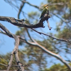Merops ornatus at Clements Gap, SA - 30 Dec 2022