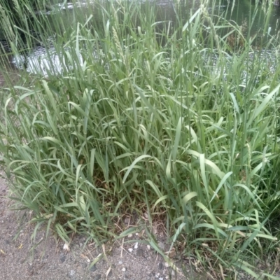 Phalaris arundinacea (Reed Canary Grass) at Cooma, NSW - 2 Jan 2023 by mahargiani