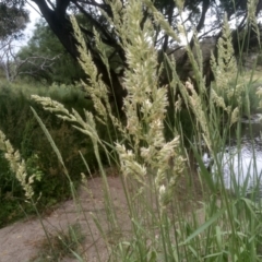 Phalaris arundinacea at Cooma, NSW - 2 Jan 2023 02:45 PM