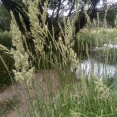 Phalaris arundinacea at Cooma, NSW - 2 Jan 2023 02:45 PM