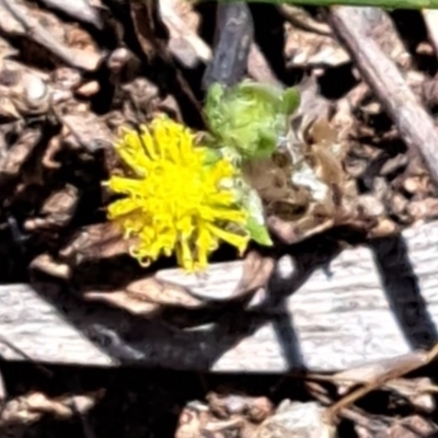 Triptilodiscus pygmaeus (Annual Daisy) at Mount Majura - 2 Jan 2023 by abread111