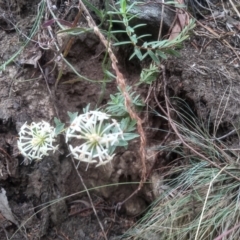 Pimelea linifolia (Slender Rice Flower) at Cooma North Ridge Reserve - 2 Jan 2023 by mahargiani