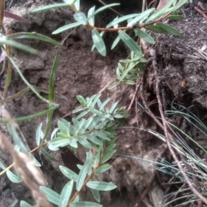 Pimelea linifolia at Cooma, NSW - 2 Jan 2023