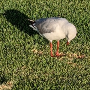 Chroicocephalus novaehollandiae at Port Broughton, SA - 30 Dec 2022