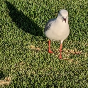 Chroicocephalus novaehollandiae at Port Broughton, SA - 30 Dec 2022