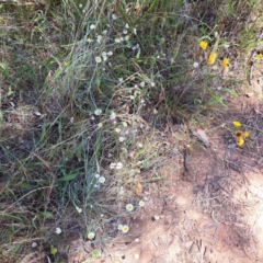 Leucochrysum albicans subsp. tricolor (Hoary Sunray) at Mount Majura - 2 Jan 2023 by abread111