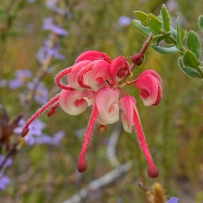 Grevillea baueri subsp. asperula (Bauer's Grevillea) at Sassafras, NSW - 3 Nov 2022 by RobG1