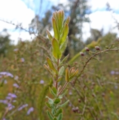 Grevillea baueri subsp. asperula at Sassafras, NSW - 3 Nov 2022