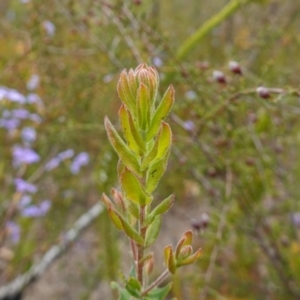 Grevillea baueri subsp. asperula at Sassafras, NSW - 3 Nov 2022