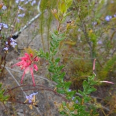 Grevillea baueri subsp. asperula at Sassafras, NSW - 3 Nov 2022