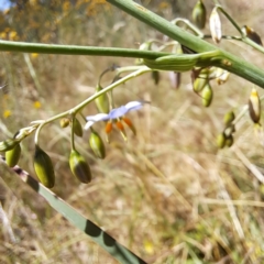 Dianella sp. aff. longifolia (Benambra) (Pale Flax Lily, Blue Flax Lily) at Mount Majura - 2 Jan 2023 by abread111