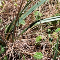 Dianella sp. aff. longifolia (Benambra) at Watson, ACT - 2 Jan 2023