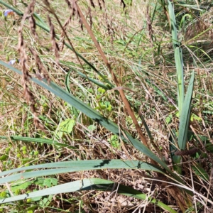 Dianella sp. aff. longifolia (Benambra) at Watson, ACT - 2 Jan 2023