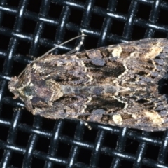 Neumichtis saliaris (Green Cutworm Moth) at Ainslie, ACT - 23 Dec 2022 by jb2602