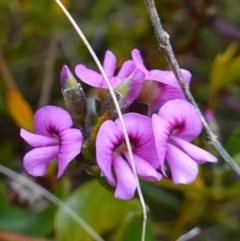 Mirbelia rubiifolia (Heathy Mirbelia) at Boolijah, NSW - 3 Nov 2022 by RobG1