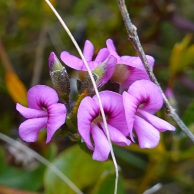 Mirbelia rubiifolia (Heathy Mirbelia) at Morton National Park - 3 Nov 2022 by RobG1