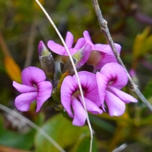 Mirbelia rubiifolia at Boolijah, NSW - 3 Nov 2022