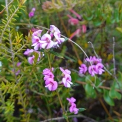 Mirbelia rubiifolia at Boolijah, NSW - 3 Nov 2022 01:30 PM