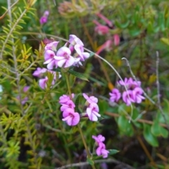 Mirbelia rubiifolia at Boolijah, NSW - 3 Nov 2022