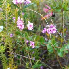 Mirbelia rubiifolia at Boolijah, NSW - 3 Nov 2022 01:30 PM