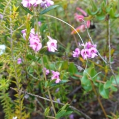 Mirbelia rubiifolia at Boolijah, NSW - 3 Nov 2022