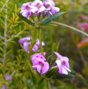 Mirbelia rubiifolia at Boolijah, NSW - 3 Nov 2022