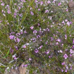 Mirbelia rubiifolia at Boolijah, NSW - 3 Nov 2022 01:30 PM