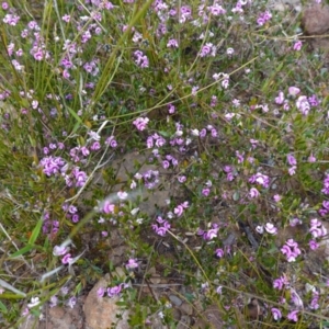 Mirbelia rubiifolia at Boolijah, NSW - 3 Nov 2022