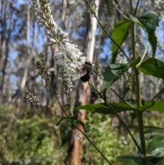 Rutilia (Rutilia) sp. (genus & subgenus) (Bristle fly) at Cotter River, ACT - 2 Jan 2023 by WalterEgo