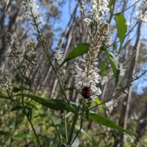 Rutilia (Rutilia) sp. (genus & subgenus) at Cotter River, ACT - 2 Jan 2023 10:13 AM