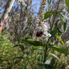 Rutilia (Rutilia) sp. (genus & subgenus) at Cotter River, ACT - 2 Jan 2023