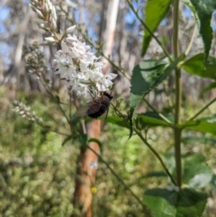 Rutilia (Rutilia) sp. (genus & subgenus) at Cotter River, ACT - 2 Jan 2023