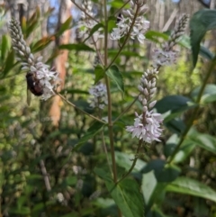 Rutilia (Rutilia) sp. (genus & subgenus) at Cotter River, ACT - 2 Jan 2023