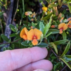 Podolobium alpestre (Shaggy Alpine Pea) at Tennent, ACT - 2 Jan 2023 by WalterEgo