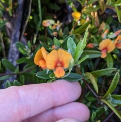 Podolobium alpestre (Shaggy Alpine Pea) at Namadgi National Park - 1 Jan 2023 by WalterEgo