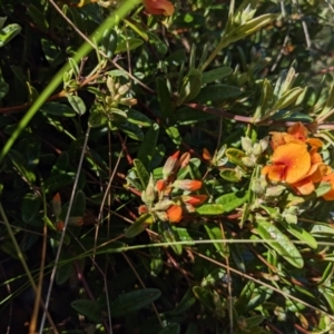 Podolobium alpestre at Tennent, ACT - 2 Jan 2023